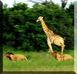 2 Lions chasing a Giraffe